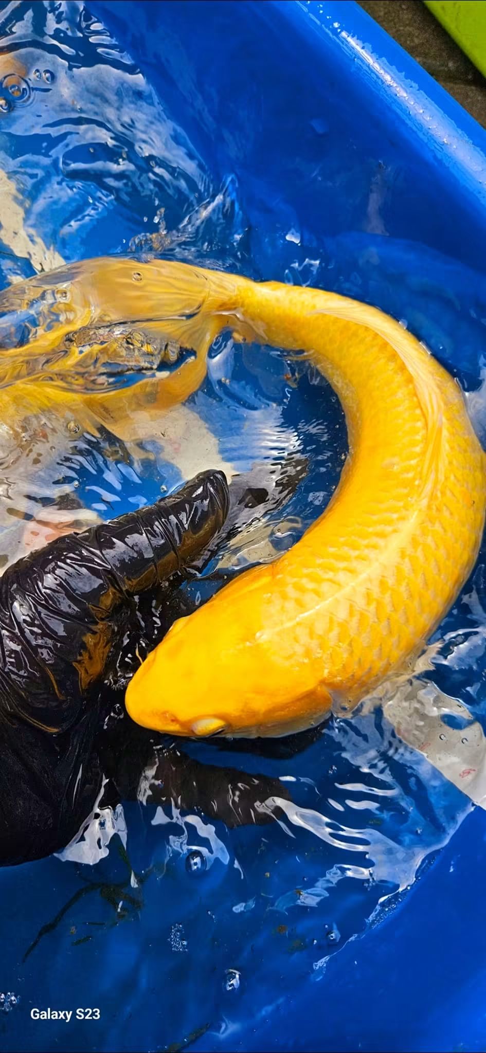 Unikatni Premium Koi 1